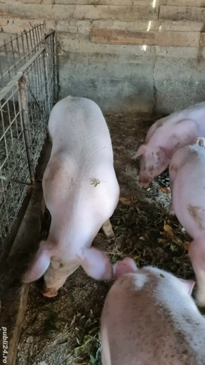 Vand porci pentru Craciun - imagine 4