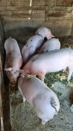 Vand porci pentru Craciun