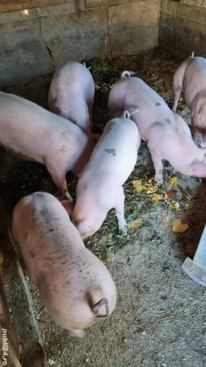 Vand porci pentru Craciun - imagine 5