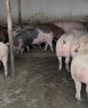 porci de țară cu coada  - imagine 2