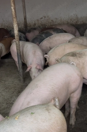 porci de țară cu coada  - imagine 3