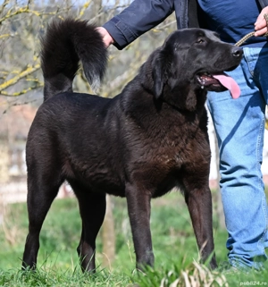 Ciobănesc de asia centrala 