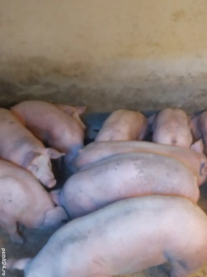 vând porci de carne diferite mărimi