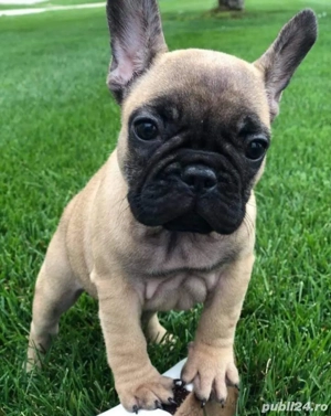 bulldog buldog francez