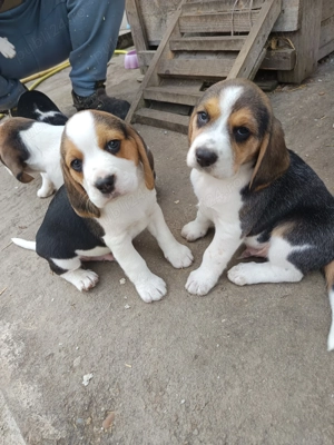 Cățeluși Beagle Tricolor 