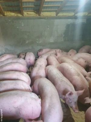 porci diferite marimi 