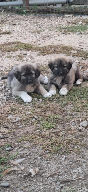 Doua femele ciobanesc carpatin de vânzare 