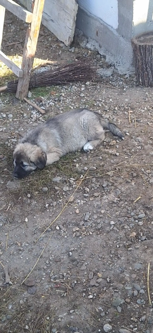 Doua femele ciobanesc carpatin de vânzare  - imagine 3