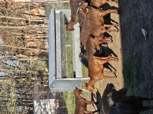 Iede murciano rasa pura - imagine 2