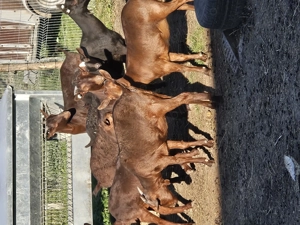 Iede murciano rasa pura