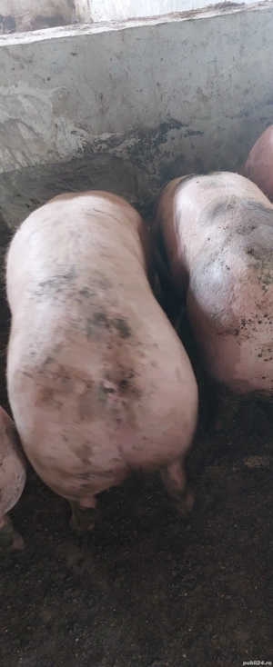Porci pt sacrificat 160-270 kg - imagine 2