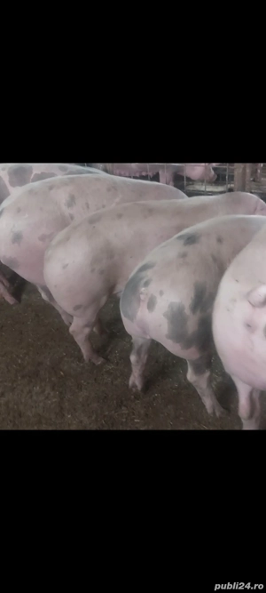 Porci pt sacrificat 150-200 kg