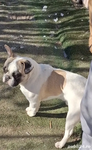Bulldog francez mascul 