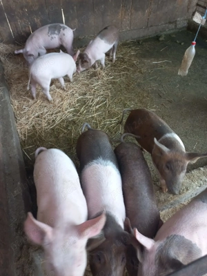 Porci de vânzare pentru sărbătorile de iarna  - imagine 2