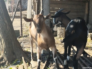 Căprițe tinere din primăvara acestui an  - imagine 2