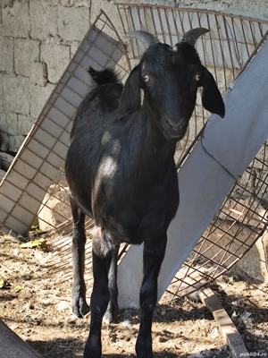 Căprițe tinere din primăvara acestui an  - imagine 5