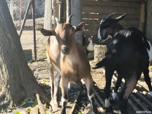 Căprițe tinere din primăvara acestui an 