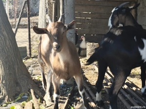 Căprițe tinere din primăvara acestui an  - imagine 3