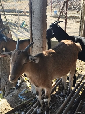 Căprițe tinere din primăvara acestui an  - imagine 4