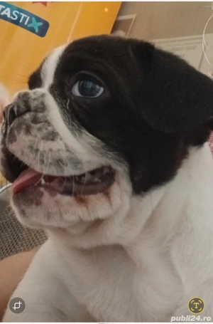 Bulldog francez baiat 