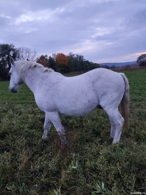 Cai de vânzare  - imagine 2