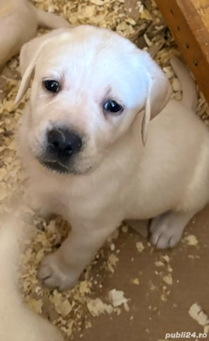 Pui labrador cu pedigree  - imagine 2