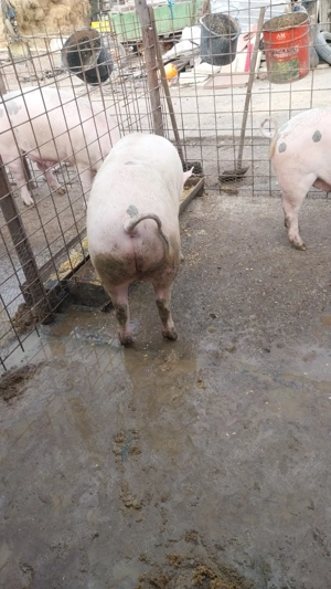 Porc de vanzare - imagine 3