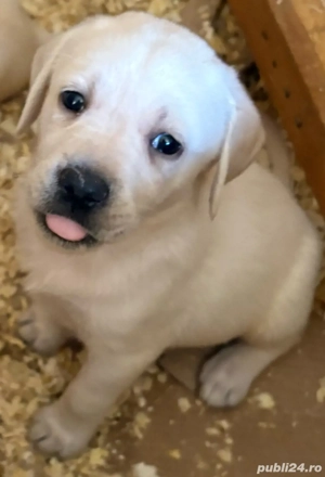Pui labrador cu pedigree