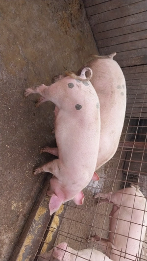 Purcea de vanzare  - imagine 2