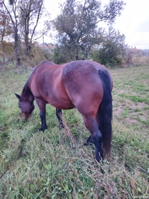 Cai de vânzare  - imagine 3