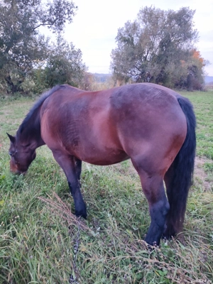 Cai de vânzare  - imagine 4