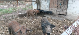 vind purcei  porci grasi  - imagine 2