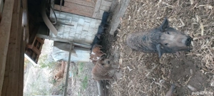 vind purcei  porci grasi  - imagine 3