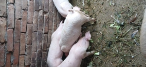 Vind  purcei  14  săptămâni  400 lei buc. - imagine 4