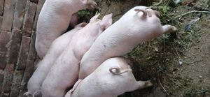 Vind  purcei  14  săptămâni  400 lei buc. - imagine 3