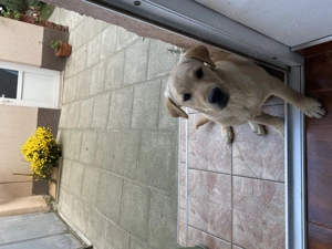 Cățelușă labrador