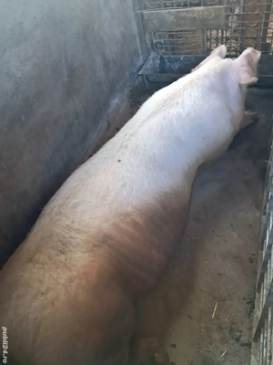 scroafa pt sacrificat - imagine 2