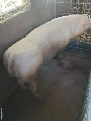 scroafa pt sacrificat - imagine 3