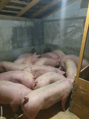 porci diferite marimi