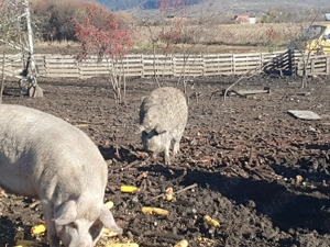 Vind porci ptr sacrificat 