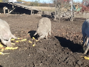 Vind porci ptr sacrificat  - imagine 5