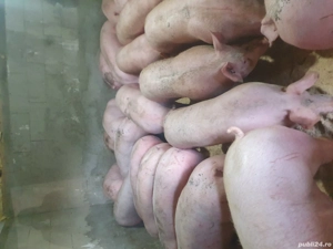 porci diferite marimi 