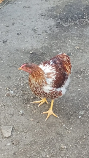 Vând 2 cocoși wyandotte splash  - imagine 3