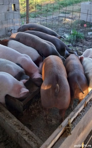 Porci de rasa - imagine 2
