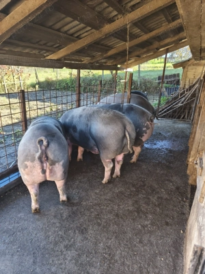 Vând porci rasa Pietran