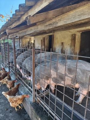 Vând porci rasa Pietran  - imagine 2