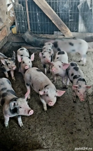 Porci de rasa - imagine 3