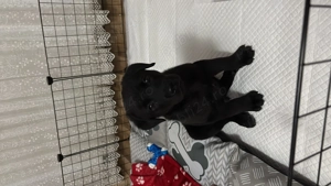 URGENT !! Labrador negru adorabil