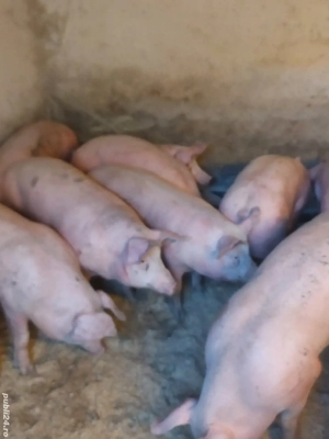 vând porci 10 lei kg