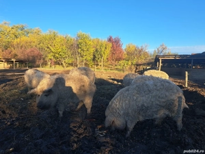 Mangalita rasa pura! Diferite categorii!!! - imagine 3